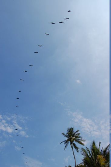 Solche Vogelformationen sind dauernd über unsere Köpfe geflogen! Ein richtiges Naturparadies!