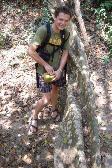 Noch eine Wurzel! Und Stefan versucht unterwegs, die Kokosnuss von Hand aufzureissen!