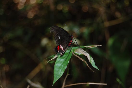 Haben im Dschungel sicher 30 verschiedene Schmetterlinge bewundert... So genial!