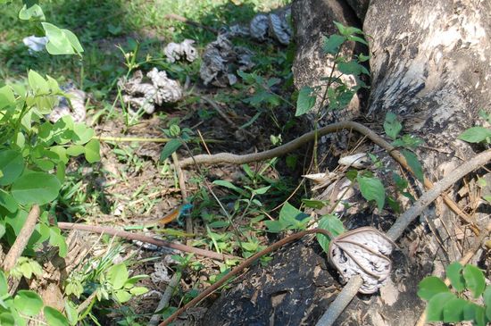 Bunte Eidechsen - die huschen den ganzen Tag um einen rum... Schlangen blieben uns bis auf die eine im Restaurant leider erspart 