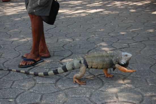 Ein Iguana mitten in der Stadt.