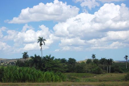 Landschaft mit Palmen