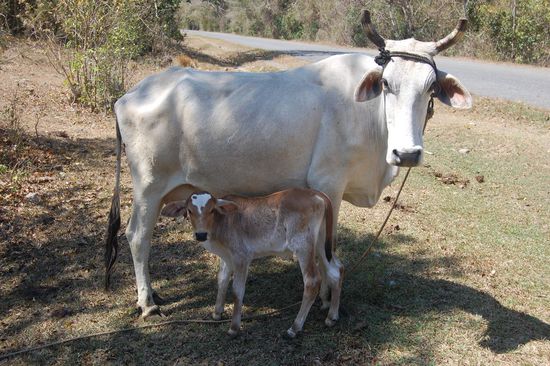 Zwei glückliche kubanische Kühe sonnen sich!