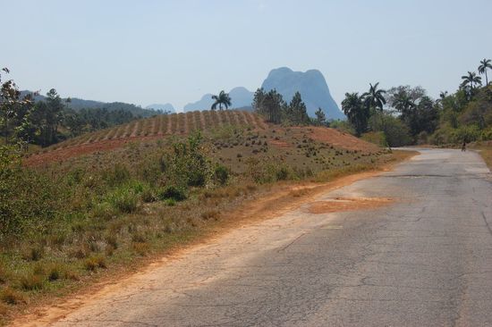 Hier gings dann wieder heimwärts. Links im Hintergrund eine Ananasplantage.