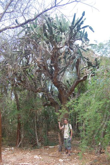 Hier am Eingang des Naturparks vor einem 300 Jahre alten Kaktus.