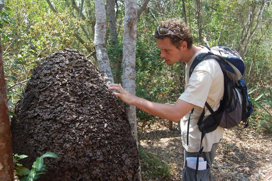 Ein Termitenhaufen
