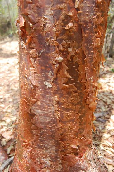 Im deutschsprachigen Guide stand über diesen Baum: "Rinde wie Touristenhaut" 