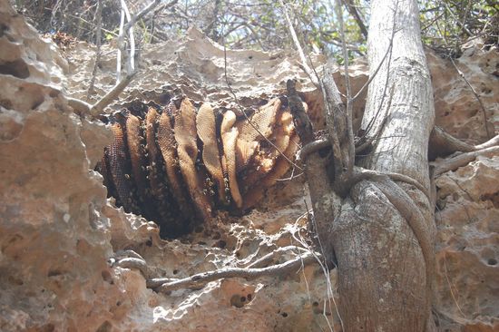 Interessant waren die Bienen, die sich am Wegrand im Sandstein wild ihre Waben gebaut haben.