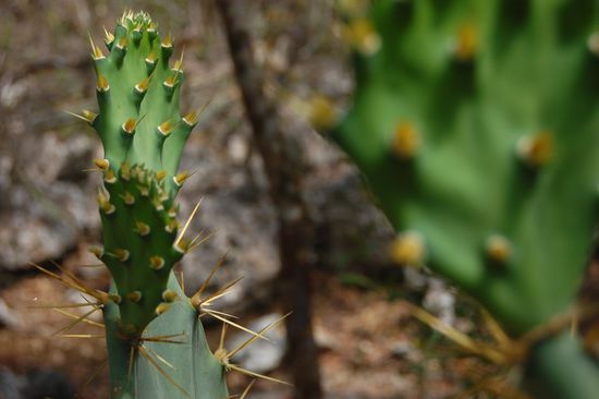 Die Dinger waren richtig spitz - ich habs leider probiert!