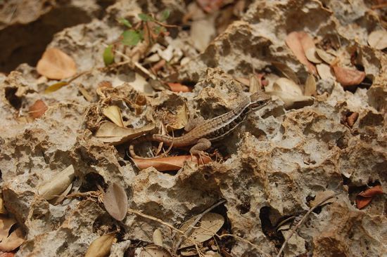 Die Eidechsen hier liefen einem alle paar Meter vor den Füßen her.