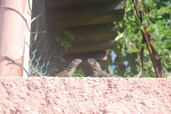 Am nächsten Morgen begrüßen uns unsere Freunde, die Eidechsen wieder im Casa Paricular.