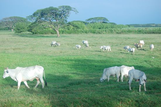 Kühe hinterm Haus, wie in Österreich 