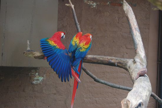 Es gab einheimische Tiere wie die Papageien in den Nationalfarben Kolumbiens...