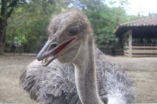 ...auch weitgereiste, wie den Vogel Strauß...