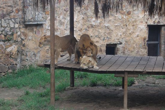 ...oder auch Löwen.