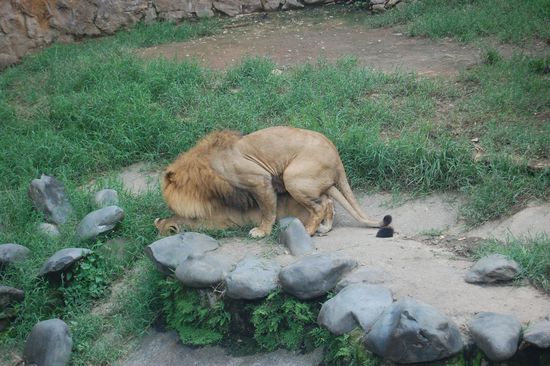 Na heans, so ein Gebrüll! 