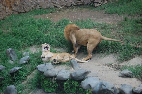 Doch das Gebrüll kam nicht von ihm - es kam von ihr: "Lass mich in Ruhe!" (Irgendwas von Kopfschmerzen war da noch die Rede...)