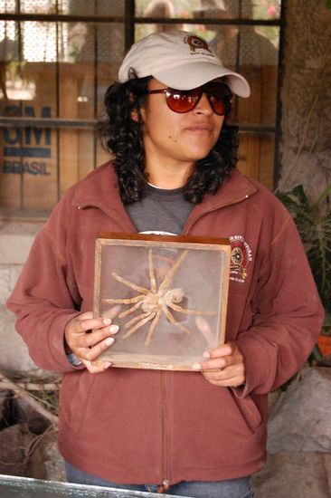 Unser Guide mit einer Babyspinne! Jawohl, die Mutter ist angeblich nochmal doppelt so gross und lebt im Amazonasgebiet! Wer hat sich bloss getraut, ihr das Baby wegzunehmen...