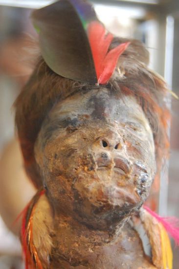 Faustgrosser Schrumpkopf der Shuar-Indianer - war mal ein echter Mensch! 