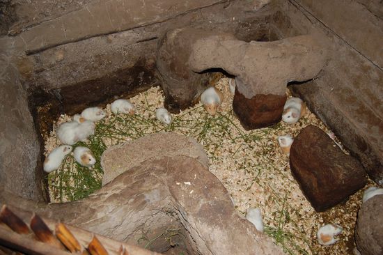 Meerschweinchen sind hier keine Haustiere!