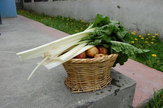 Ein Geschenk von Laura, der Dame, die aufs Haus aufpasst: Kartoffeln aus dem eigenen Garten und eine Art Spinat.