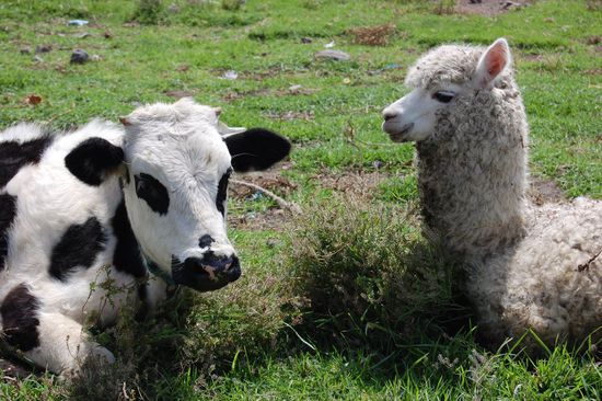 Eine ganz besondere Freundschaft 