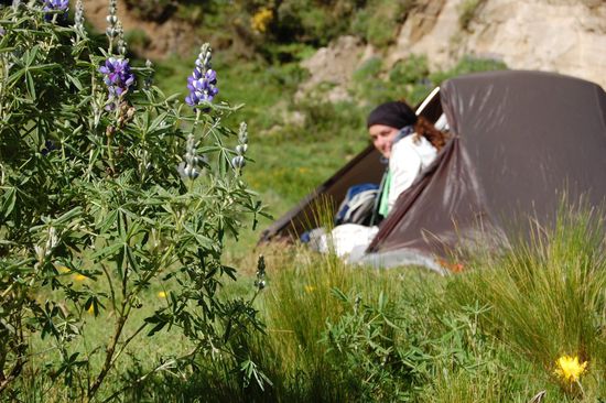 ... inmitten wunderschoener Blumen