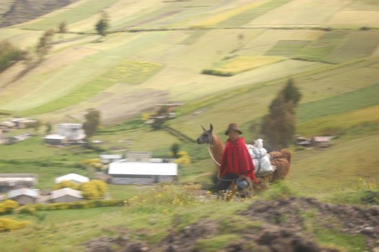 Frau mit Lama, leider unscharf, weil der Bus so schnell war 