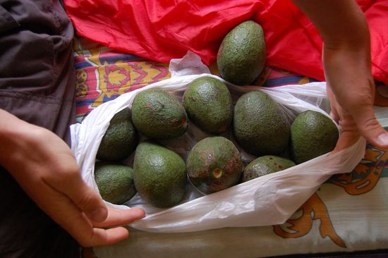 Consuelo, unsere liebe Gastgeberin, hat uns zum Abschluss noch zehn Stück Avocados geschenkt, weil sie mitbekommen hat, dass wir die so gern mögen.