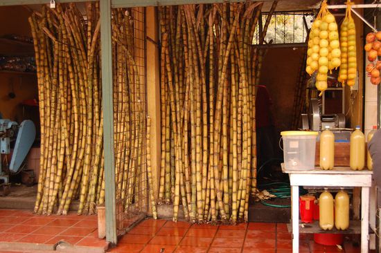 Überall in der Stadt wird Zuckerrohr verarbeitet...