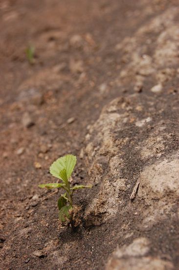 Zwischen Fels und auf Vulkanasche wächst ein zartes Pflänzchen.