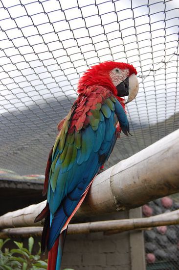 Im Zoo gabs viele bunte Vögel 
Hier ein Guacamayo - nun Mimis Lieblingsvögel!