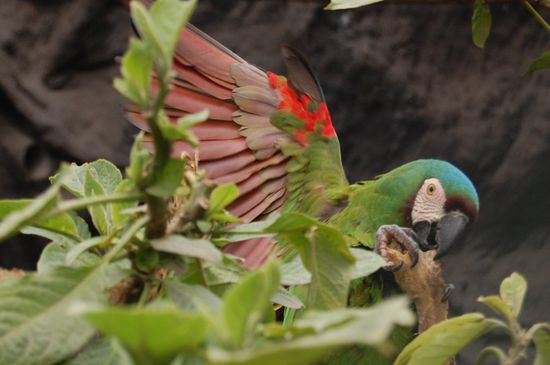 Und ich knack jeden Stamm!