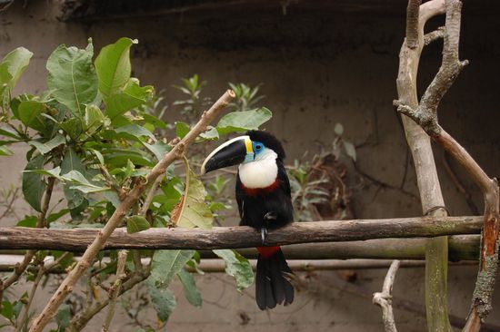 Mein Name ist Tukan und mein Schnabel größer als mein Kopf, hehe 