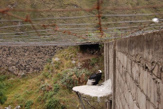 Ein Condor, der größte fliegende Vogel der Welt und Symbol der Anden Südamerikas. Mal schaun, vielleicht erwischen wir ja auch mal einen in freier Wildbahn!
