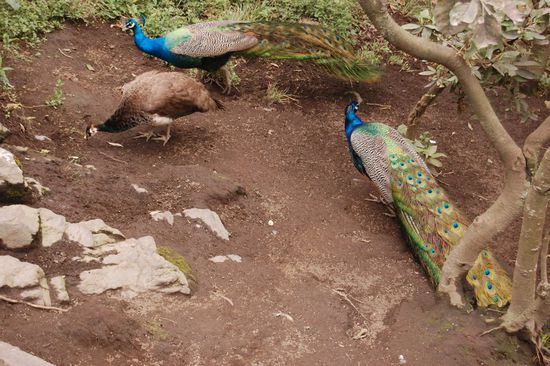 Auch Pfaue gabs hier im Zoo.