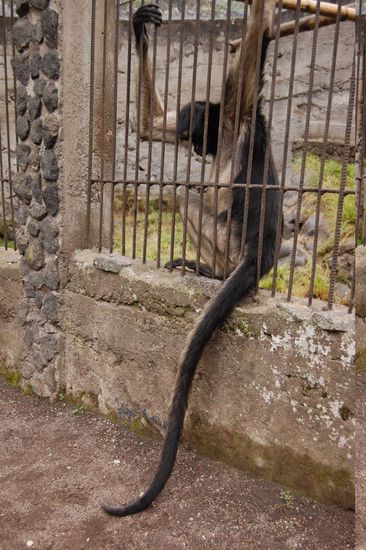 Ist mein Arm zu kurz, ist mein Schwänzchen lang genug, um ans Futter zu gelangen - sehr intelligent! 
