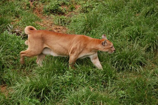 Der Puma, die flinke Bergkatze, hat auf die Uhr geschaut und bemerkt, dass es bald Abendessen gibt!