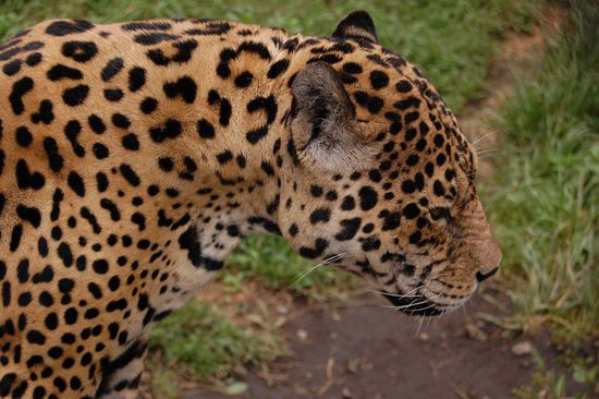 Der Zoo hier hatte nicht gerade europäische Sicherheitsstandards, die wilden Tiere waren nur durch einen einzelnen, aber hohen Zaun von den Besuchern getrennt! Wenn man gut aufgepasst hat, konnte man richtig geniale Schnappschüsse machen... Hier der hungrige Jaguar.
