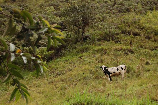 Drüben sah es aus wie auf einer österreichischen Alm: Fleckvieh 