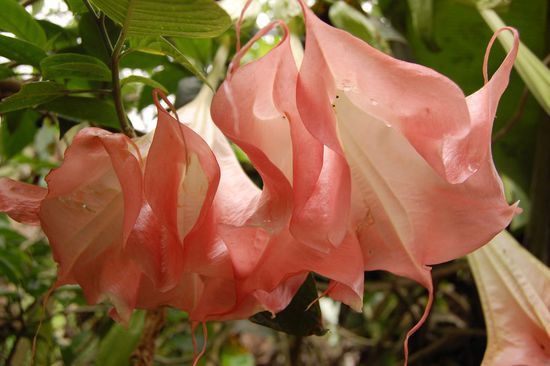 Interessante Blumen... 