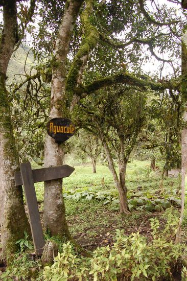 ...und Avocadobäume.