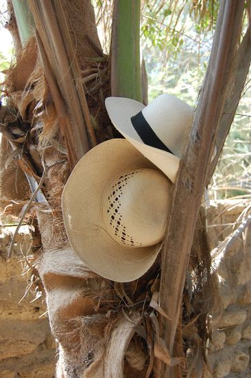 Stilleben: "Sombreros mit Palme"