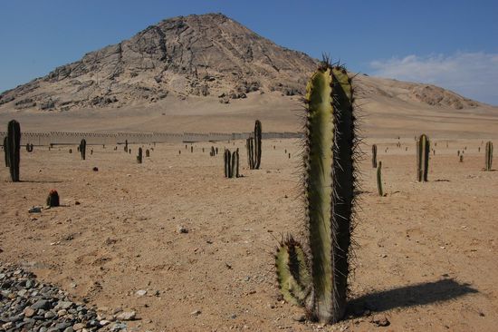 Genial, diese Kakteenlandschaft!