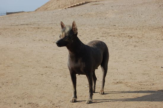 Der "nackte" Hund: Perro Viringo