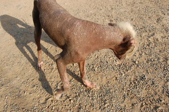 Noch ein greiser Nackthund