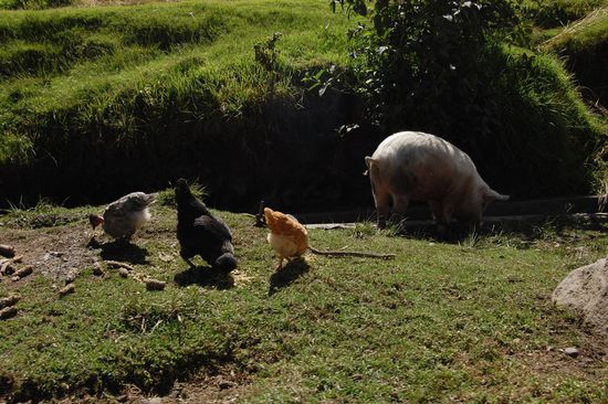 Die Fahrt mit dem Taxi vorbei an Hennen und Schweinen...
