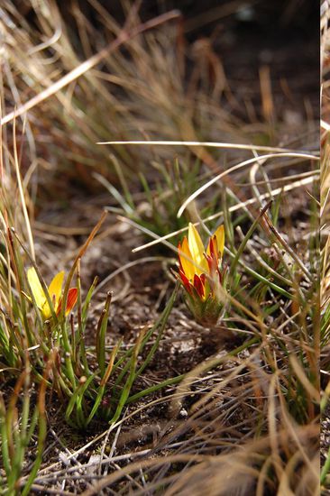 Es gibt wunderschöne Blumen am Weg...