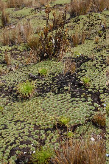 ...und Gras bzw. Moos...