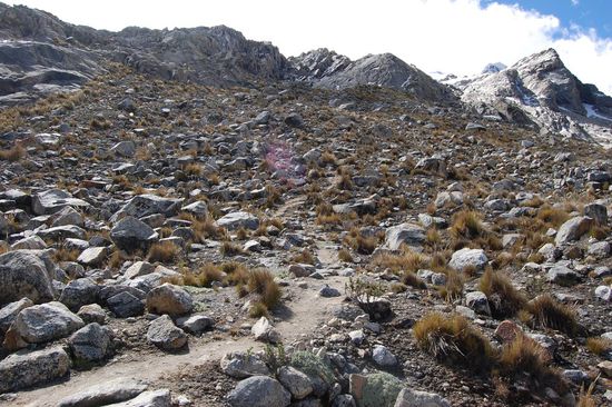 ...die Flora wird aber weniger.